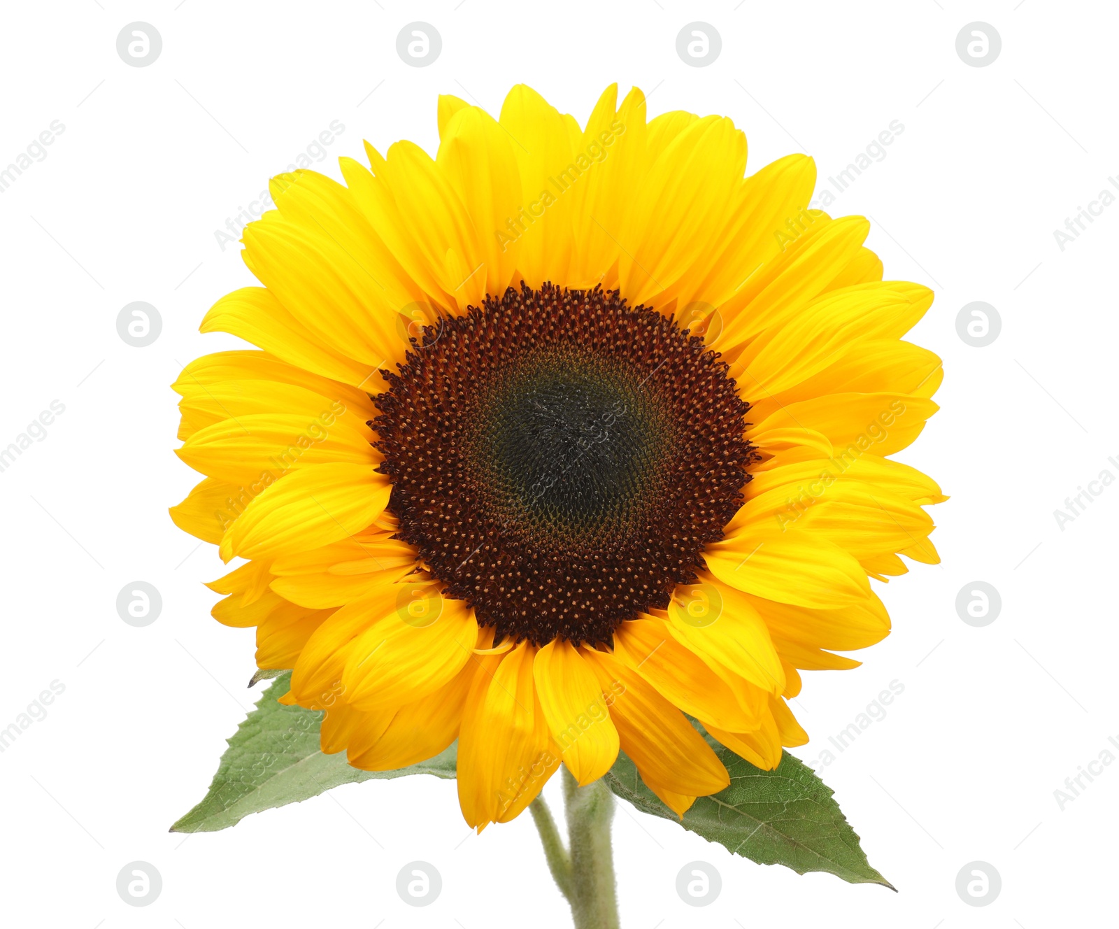 Photo of One beautiful sunflower with bright petals isolated on white