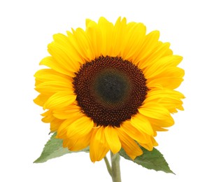 One beautiful sunflower with bright petals isolated on white