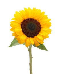 One beautiful sunflower with bright petals isolated on white