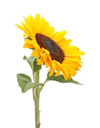 Photo of One beautiful sunflower with bright petals isolated on white