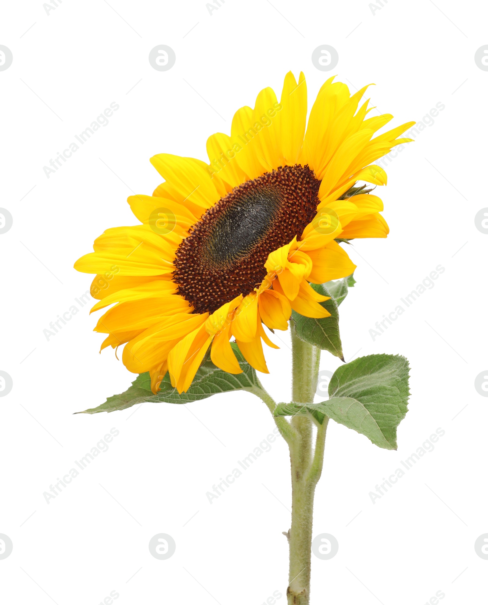 Photo of One beautiful sunflower with bright petals isolated on white