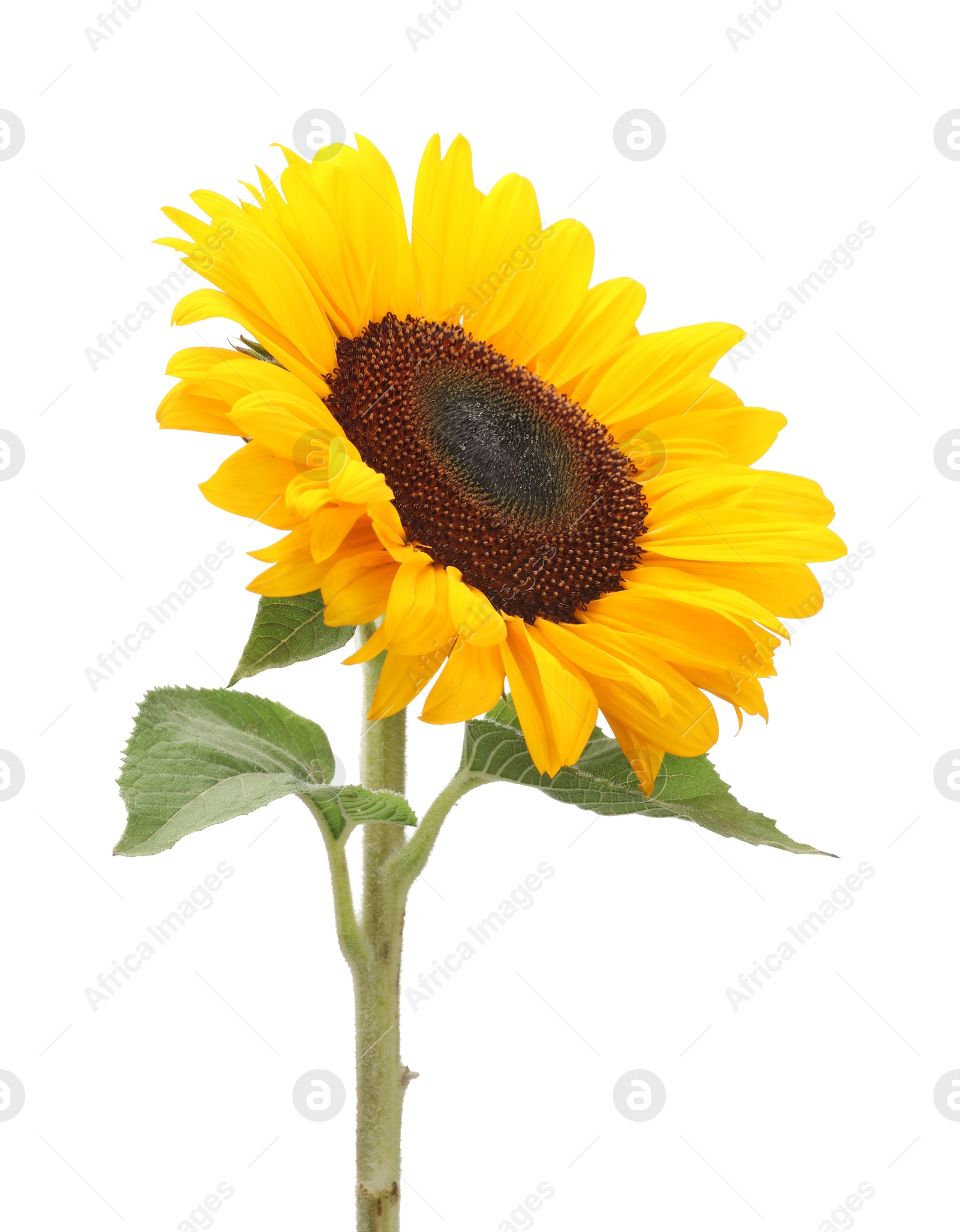 Photo of One beautiful sunflower with bright petals isolated on white