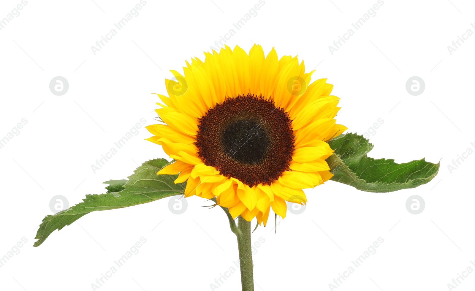 Photo of One beautiful sunflower with bright petals isolated on white