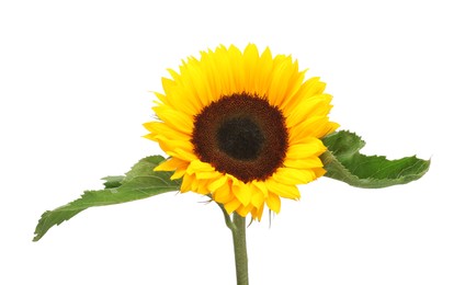 One beautiful sunflower with bright petals isolated on white