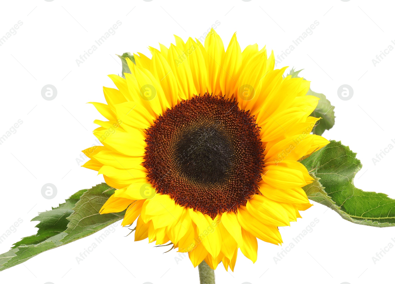 Photo of One beautiful sunflower with bright petals isolated on white