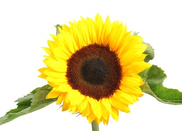 Photo of One beautiful sunflower with bright petals isolated on white