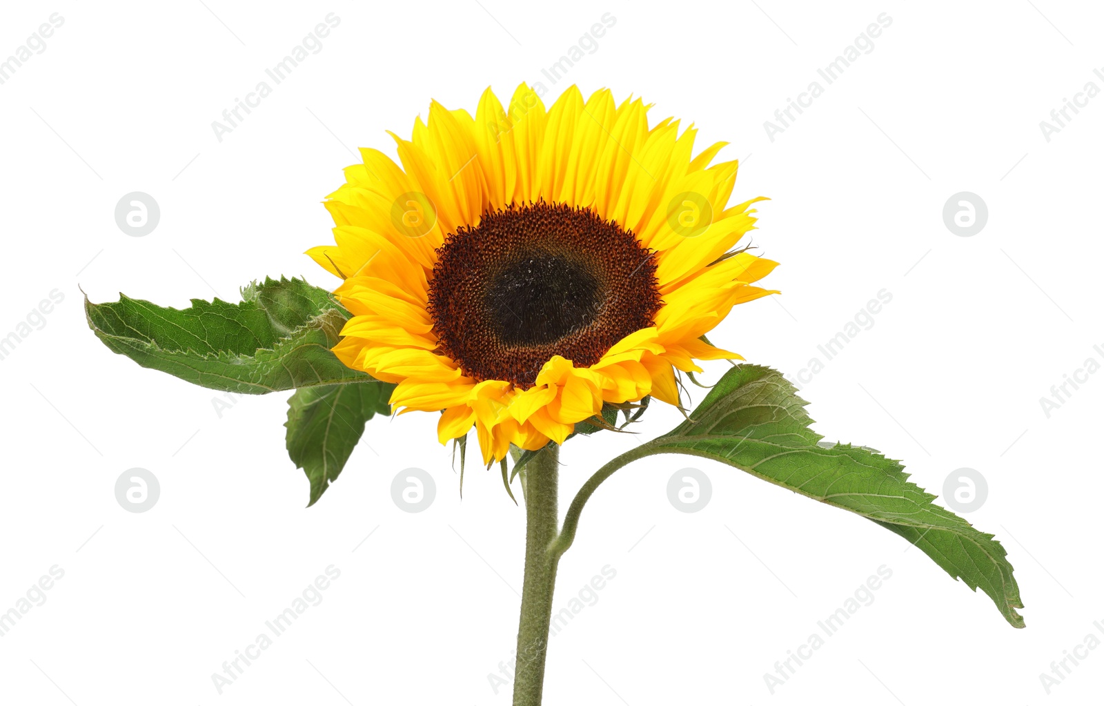 Photo of One beautiful sunflower with bright petals isolated on white