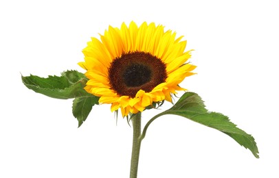 Photo of One beautiful sunflower with bright petals isolated on white