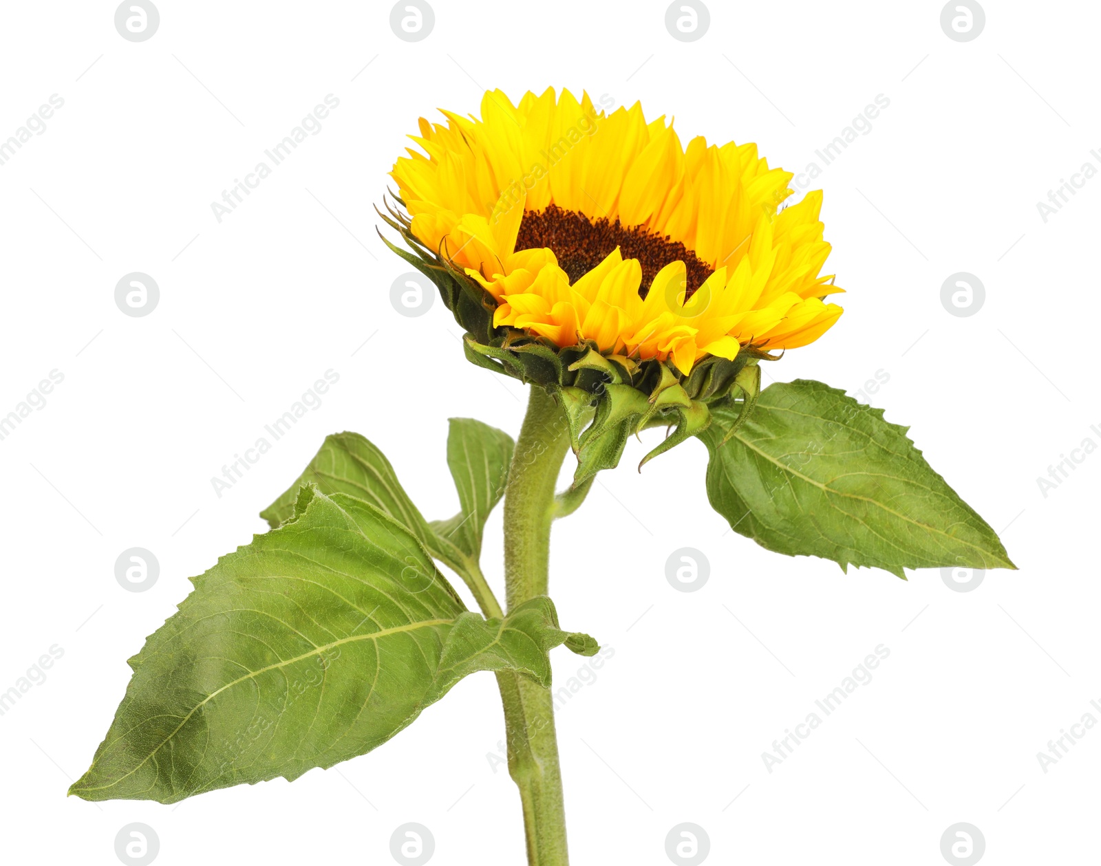 Photo of One beautiful sunflower with leaves isolated on white