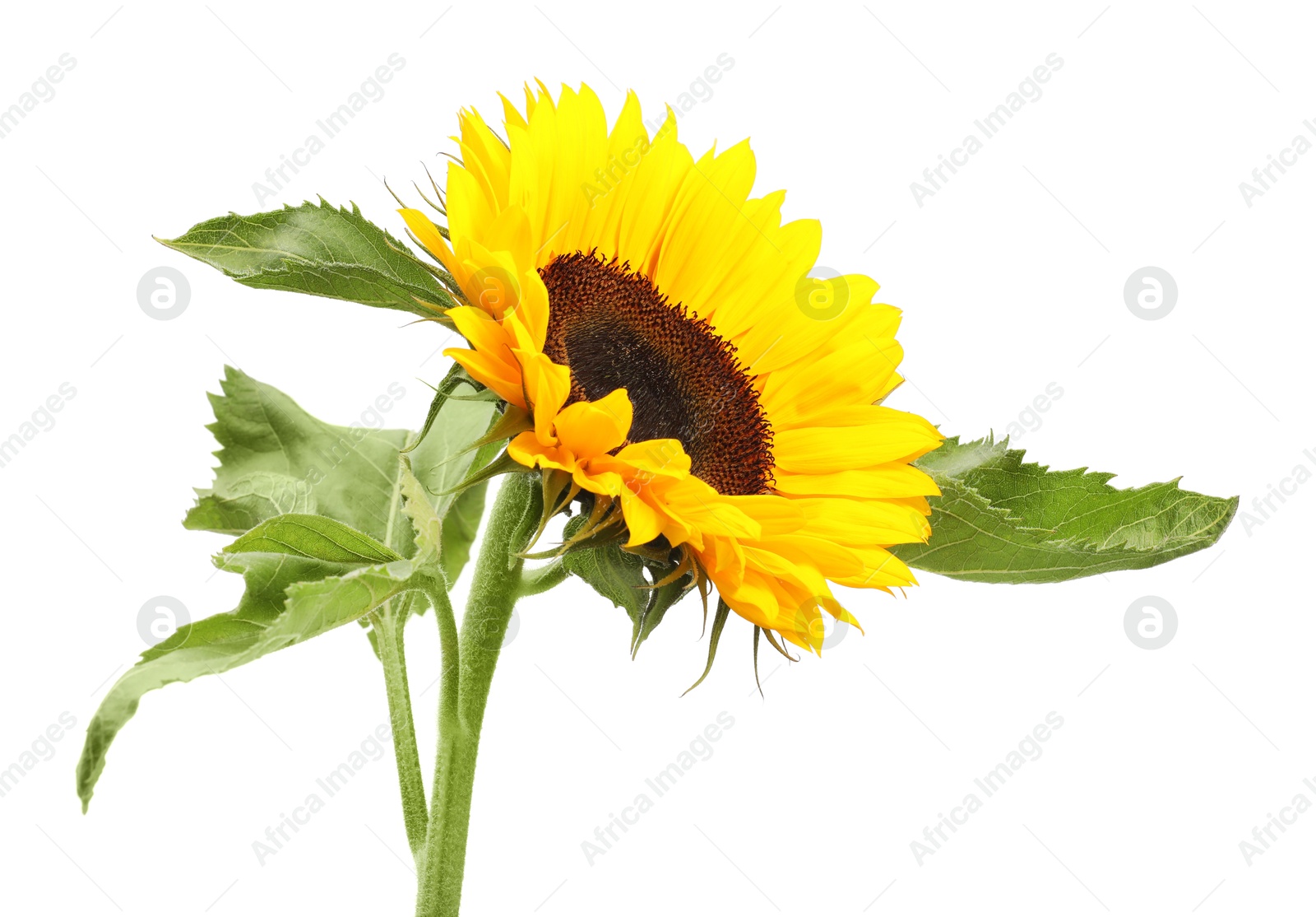 Photo of One beautiful sunflower with bright petals isolated on white