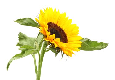 One beautiful sunflower with bright petals isolated on white