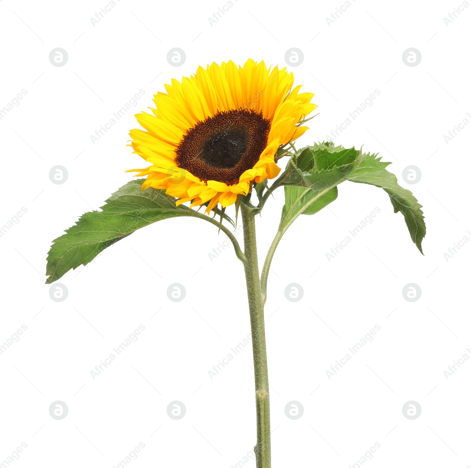 Photo of One beautiful sunflower with bright petals isolated on white