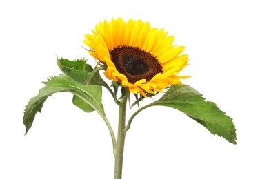 Photo of One beautiful sunflower with bright petals isolated on white