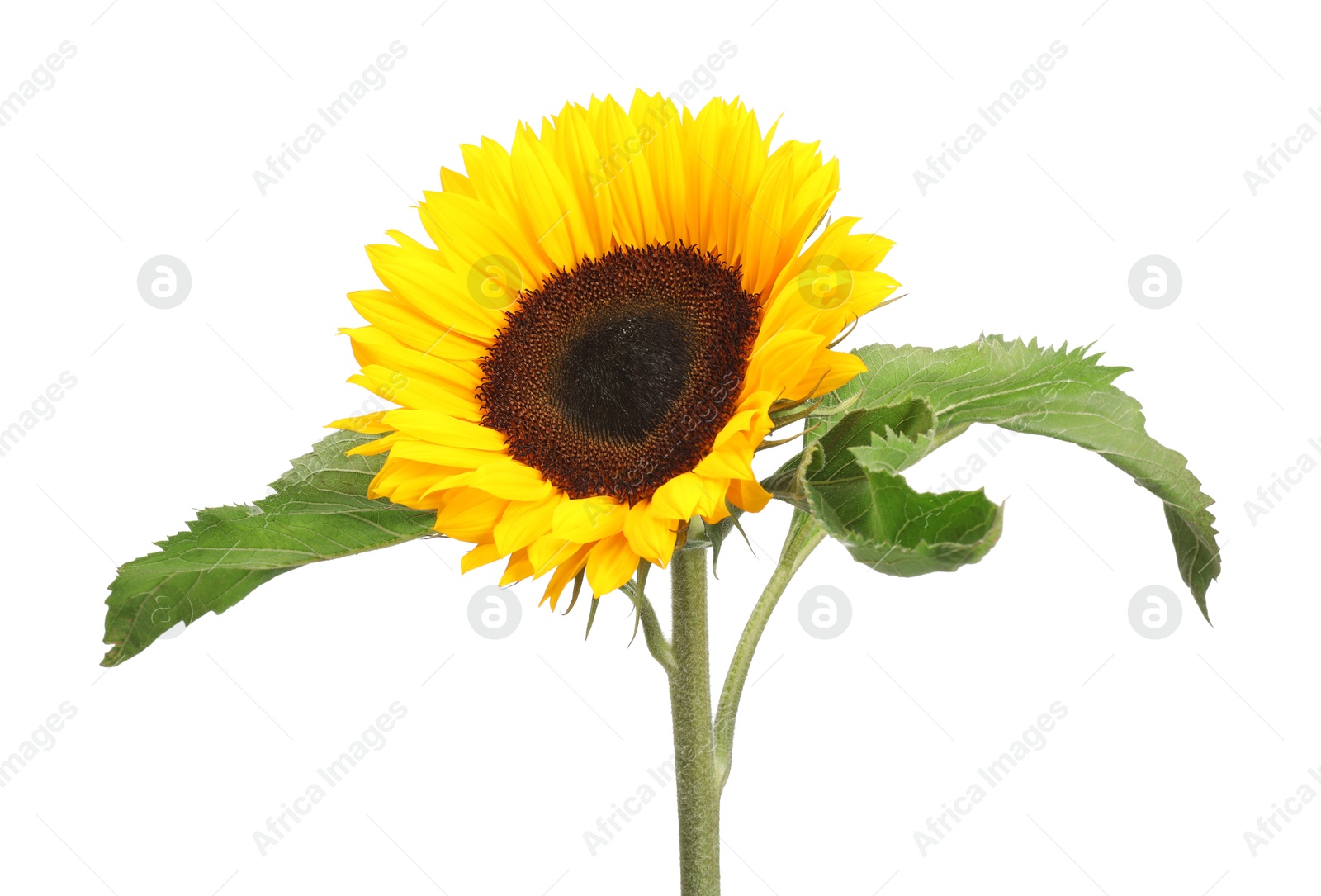 Photo of One beautiful sunflower with bright petals isolated on white