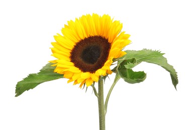 One beautiful sunflower with bright petals isolated on white