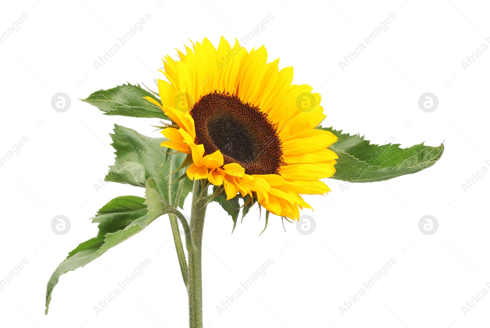 Photo of One beautiful sunflower with bright petals isolated on white