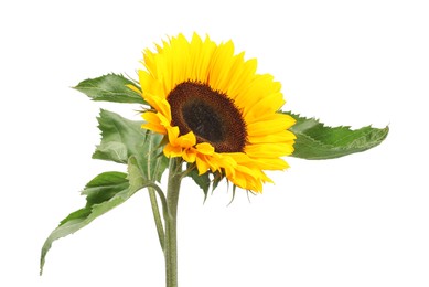 Photo of One beautiful sunflower with bright petals isolated on white