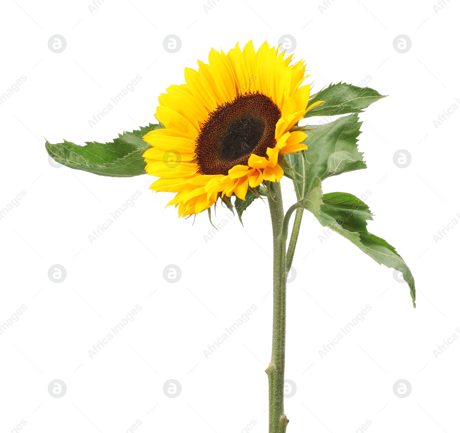 Photo of One beautiful sunflower with bright petals isolated on white