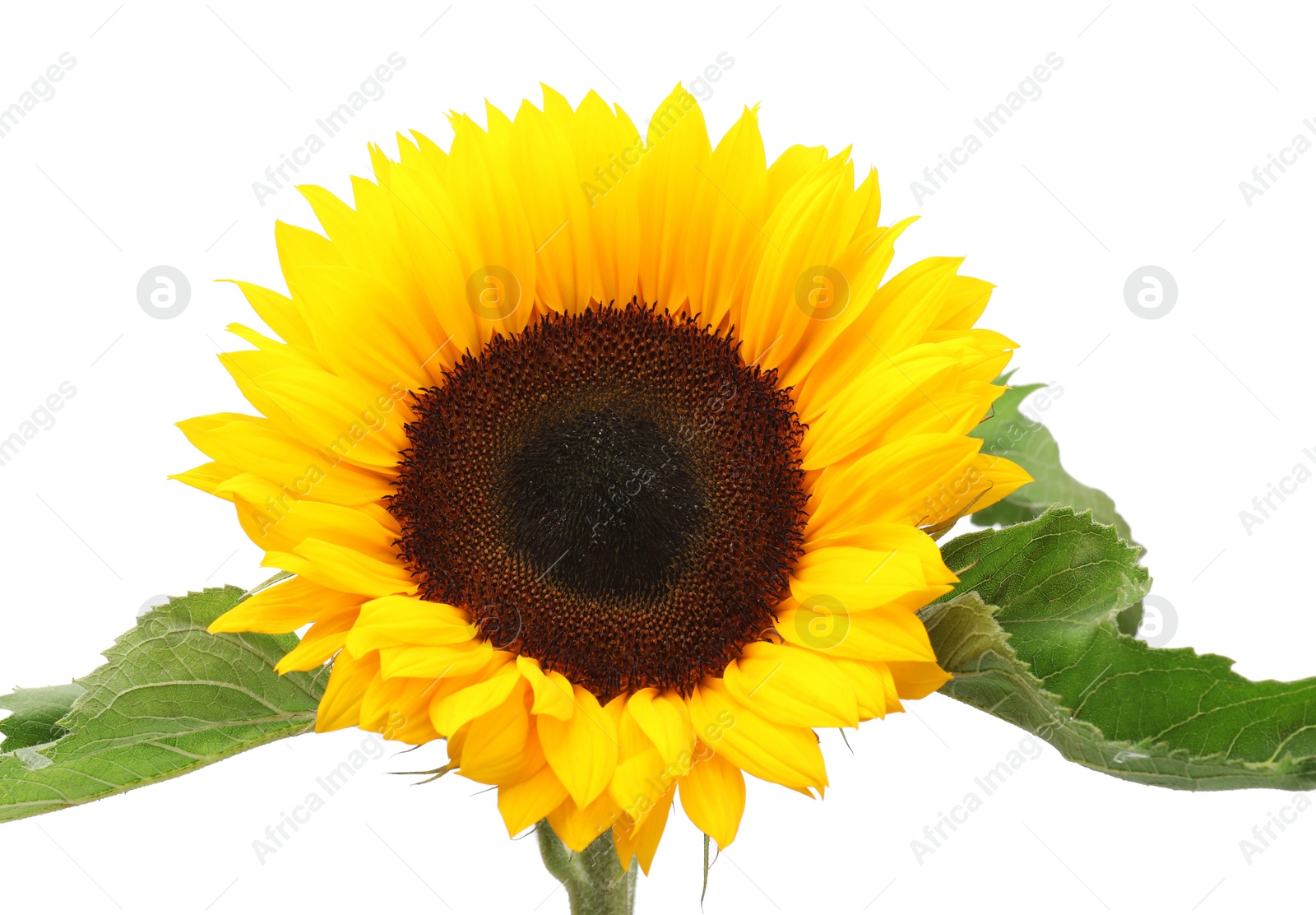 Photo of One beautiful sunflower with bright petals isolated on white