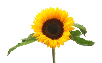 Photo of One beautiful sunflower with bright petals isolated on white