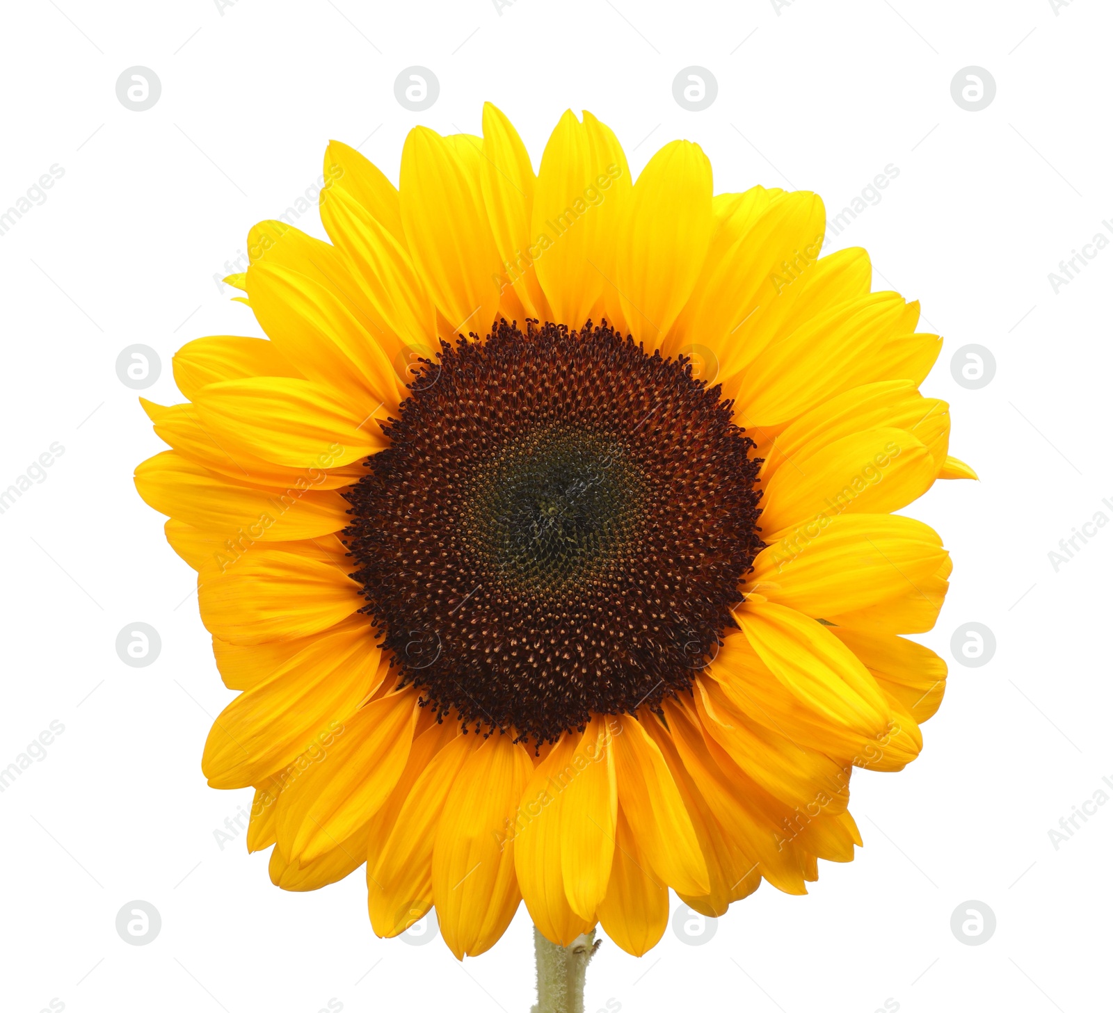 Photo of One beautiful sunflower with bright petals isolated on white