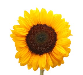 Photo of One beautiful sunflower with bright petals isolated on white