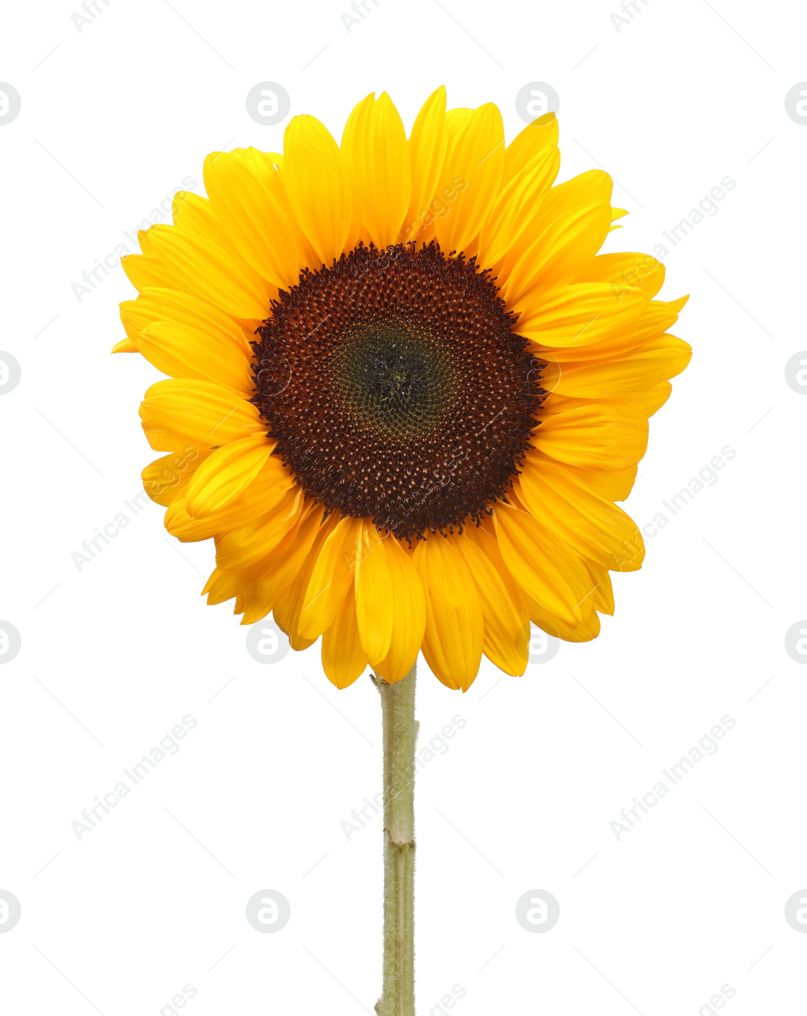 Photo of One beautiful sunflower with bright petals isolated on white