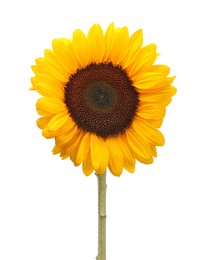 Photo of One beautiful sunflower with bright petals isolated on white