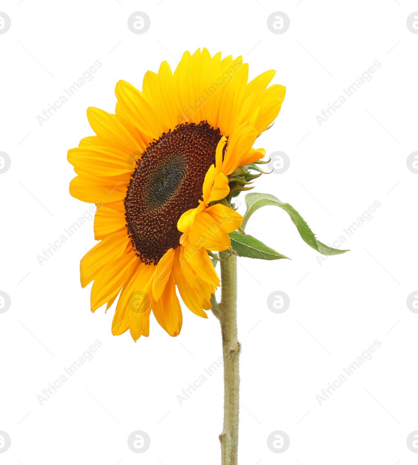 Photo of One beautiful sunflower with bright petals isolated on white