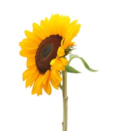 One beautiful sunflower with bright petals isolated on white