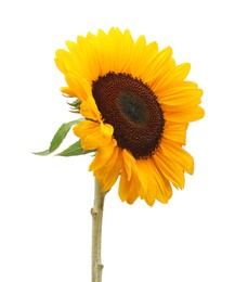 Photo of One beautiful sunflower with bright petals isolated on white