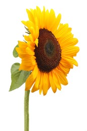 Photo of One beautiful sunflower with bright petals isolated on white