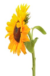 Photo of One beautiful sunflower with bright petals isolated on white