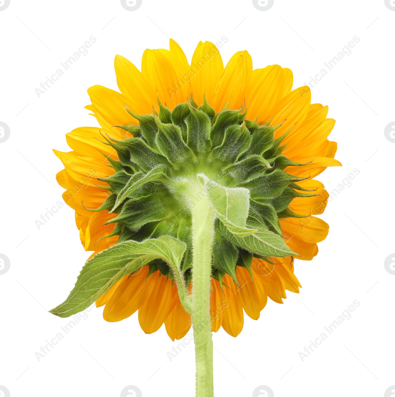 Photo of One beautiful sunflower with bright petals isolated on white