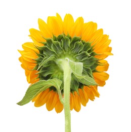 One beautiful sunflower with bright petals isolated on white