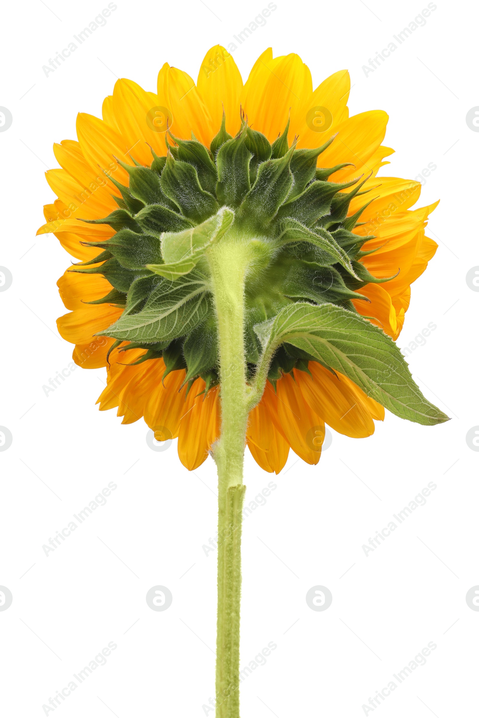 Photo of One beautiful sunflower with bright petals isolated on white