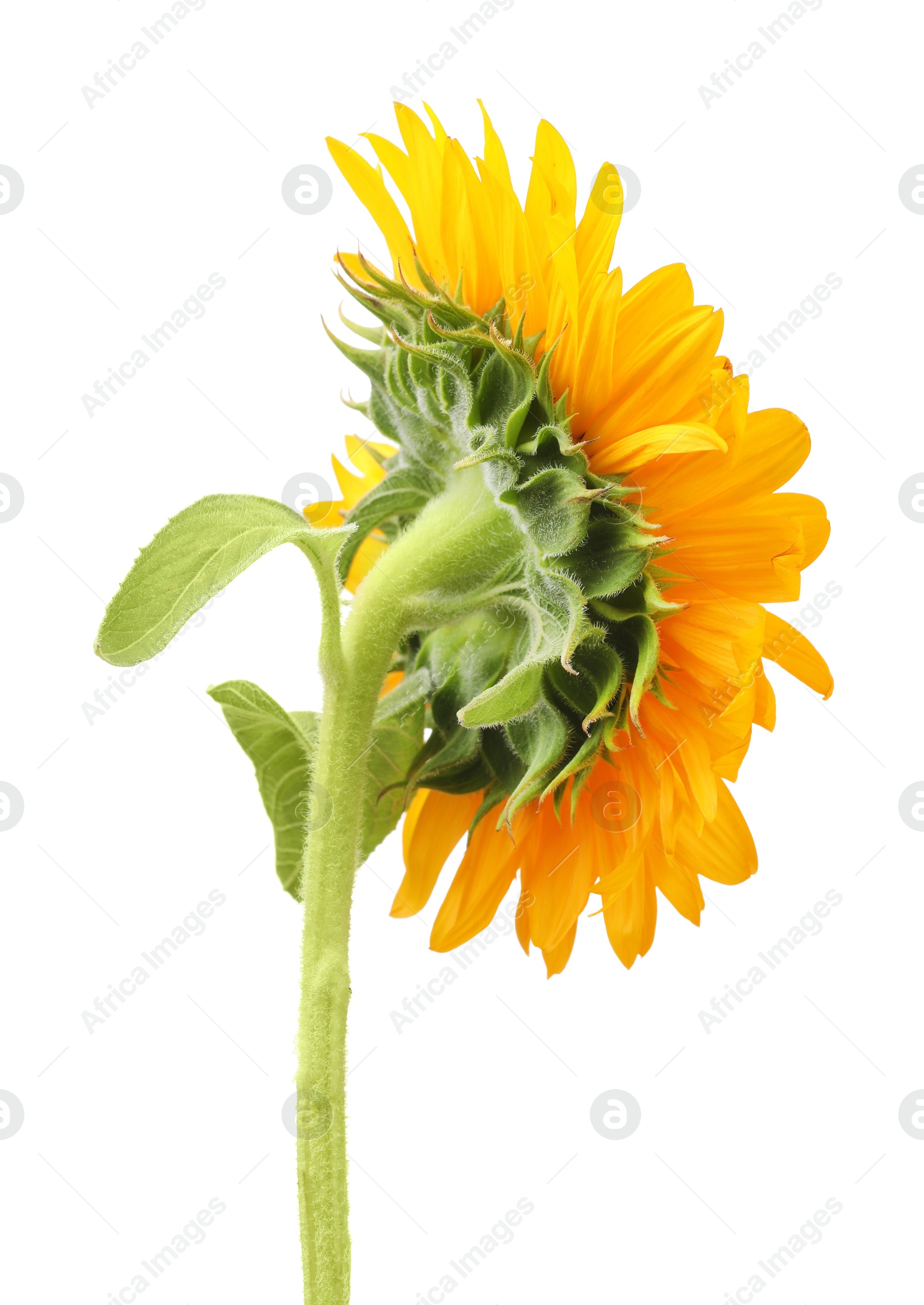 Photo of One beautiful sunflower with bright petals isolated on white