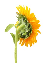 Photo of One beautiful sunflower with bright petals isolated on white