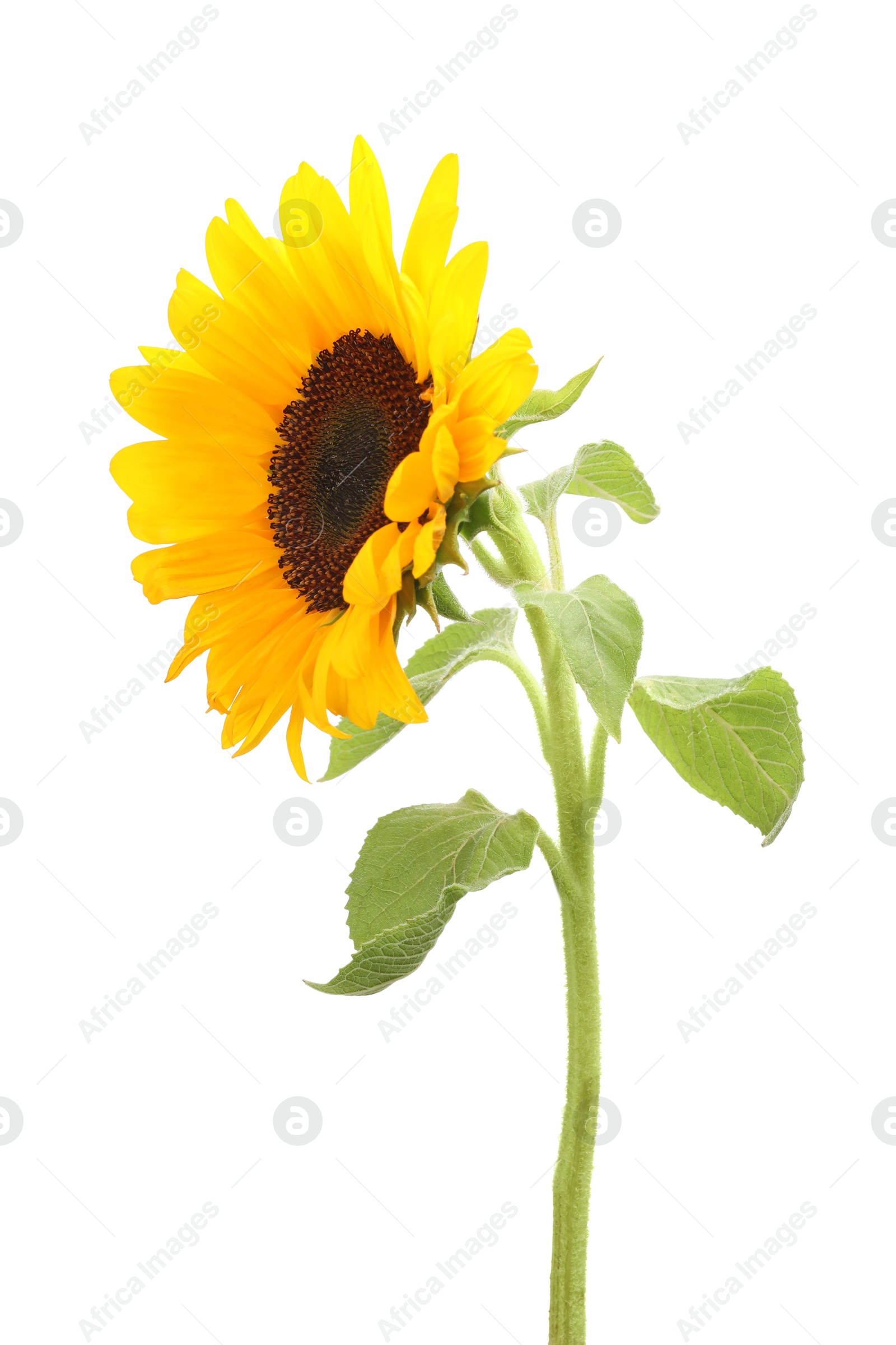 Photo of One beautiful sunflower with bright petals isolated on white