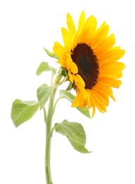 One beautiful sunflower with bright petals isolated on white