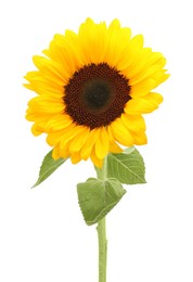 Photo of One beautiful sunflower with bright petals isolated on white