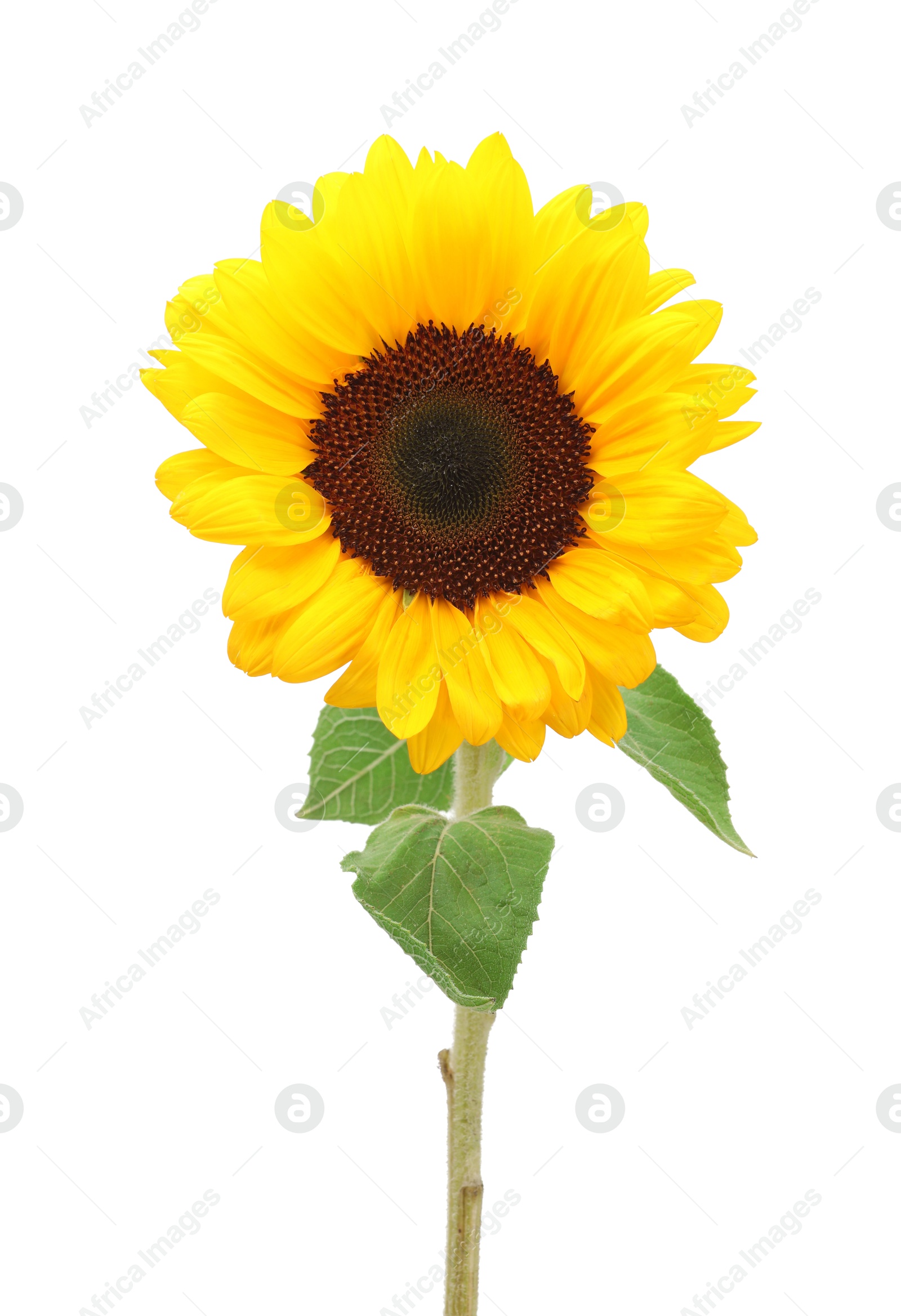 Photo of One beautiful sunflower with bright petals isolated on white