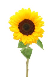 One beautiful sunflower with bright petals isolated on white