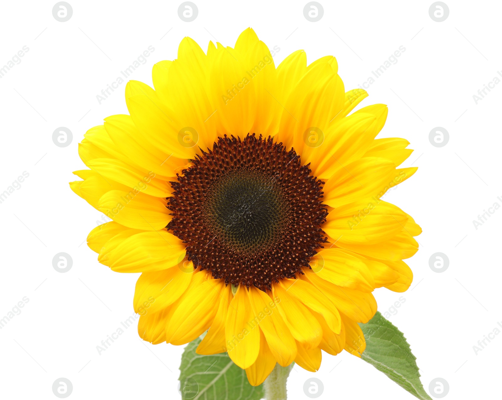 Photo of One beautiful sunflower with bright petals isolated on white