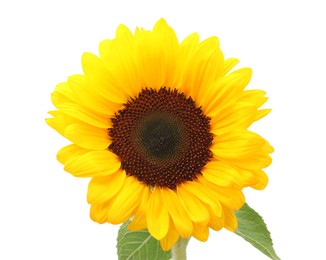 One beautiful sunflower with bright petals isolated on white