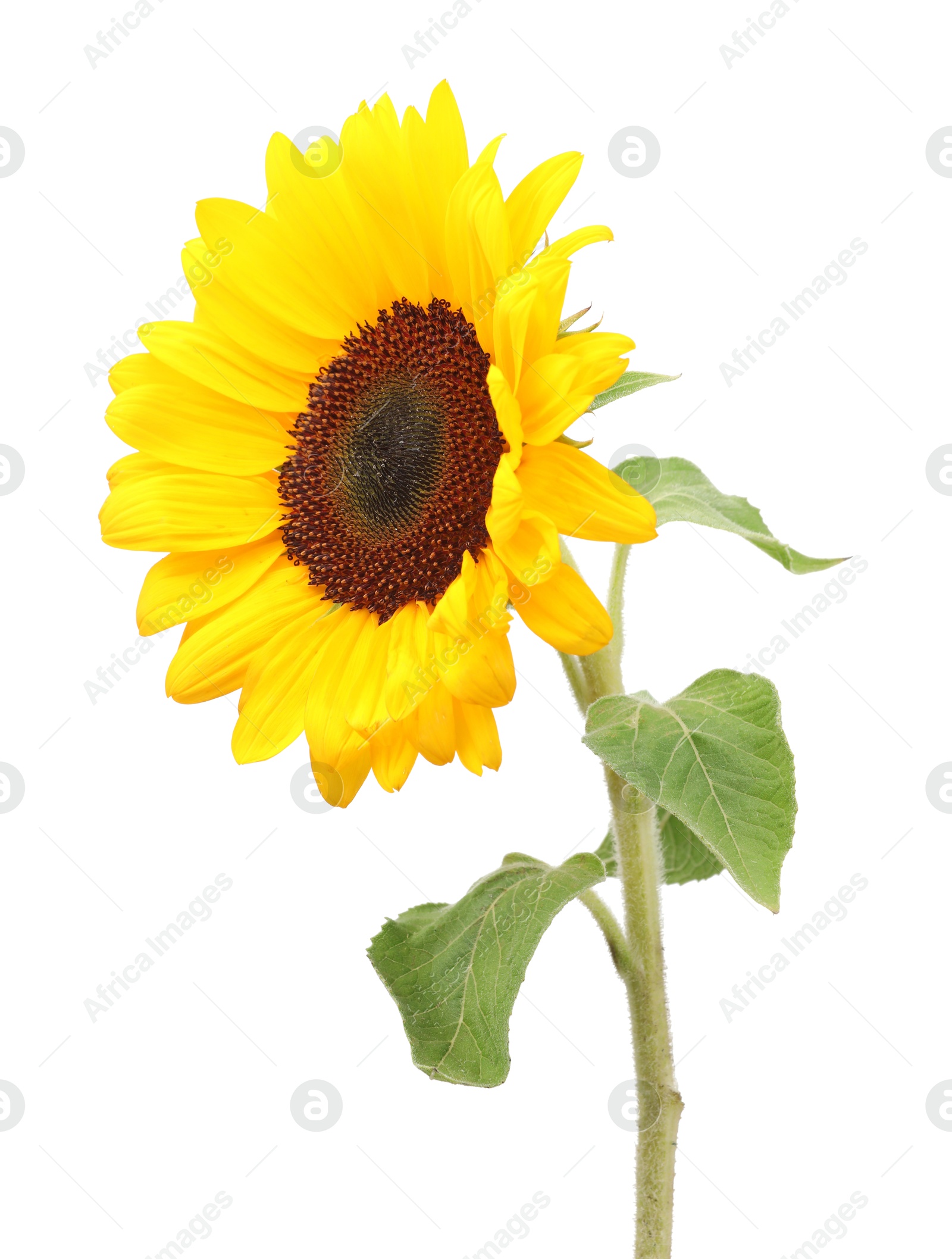 Photo of One beautiful sunflower with bright petals isolated on white