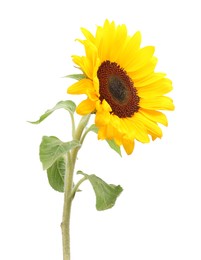 One beautiful sunflower with bright petals isolated on white