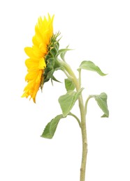 Photo of One beautiful sunflower with bright petals isolated on white