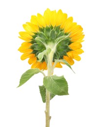 One beautiful sunflower with bright petals isolated on white