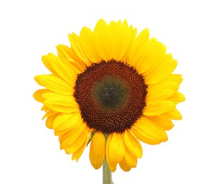 Photo of One beautiful sunflower with bright petals isolated on white